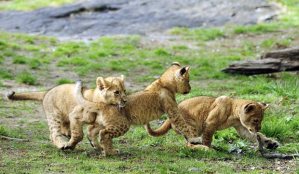 lion-cubs_1627577i